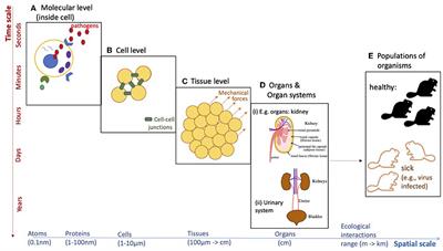 Grand challenges in mathematical biology: Integrating multi-scale modeling and data